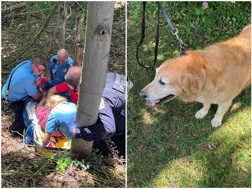 pennsylvania golden retriever saves owner after 20 foot fall into ditch