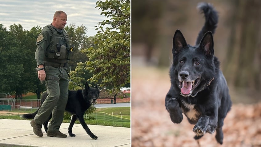 pennsylvania k 9 who helped catch convicted murderer retires after eight years of service he loved to work