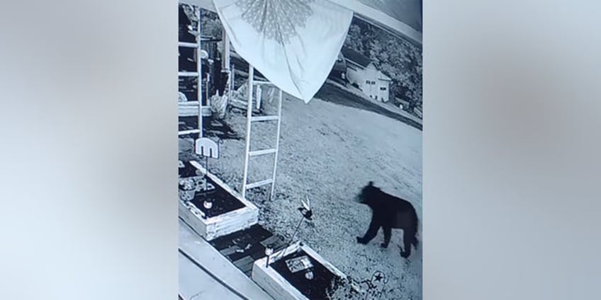 pennsylvania man attacked by bear after walking into his garage