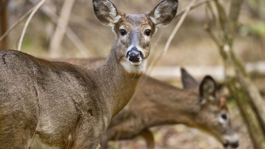 Whitetail deer