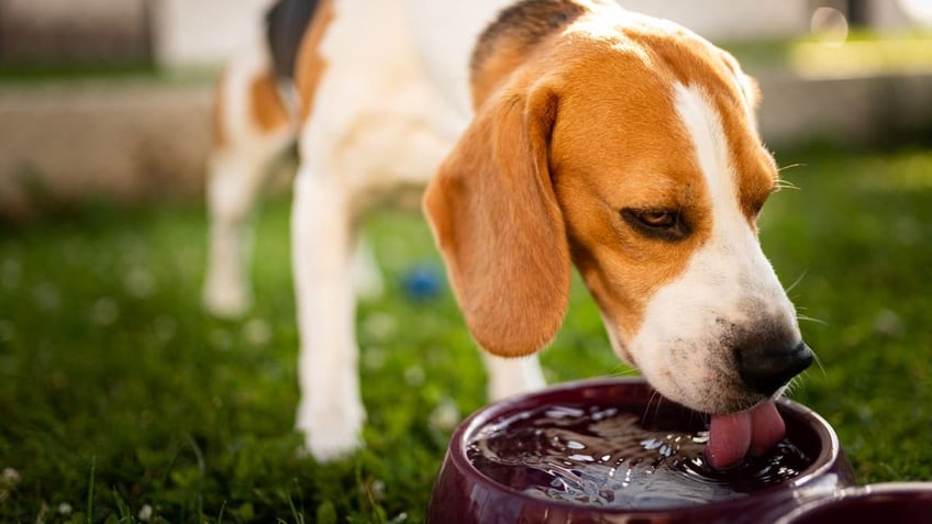 pentagons barbaric drug testing on beagles raises hackles of pet loving politicians