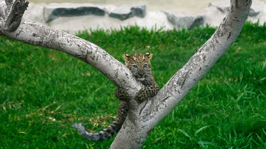 perus first leopard cubs born in captivity greet visitors at a zoo in lima