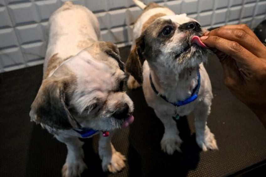 Dogs get treated for heat burns at a pet clinic in Kolkata