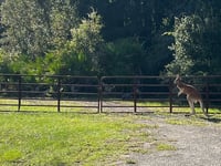 Pet kangaroo on the hop for nearly 3 weeks found in Florida; owner is cited