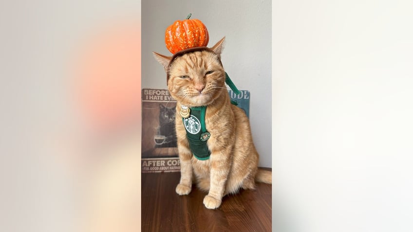 Cat with Starbucks apron and pumpkin hat