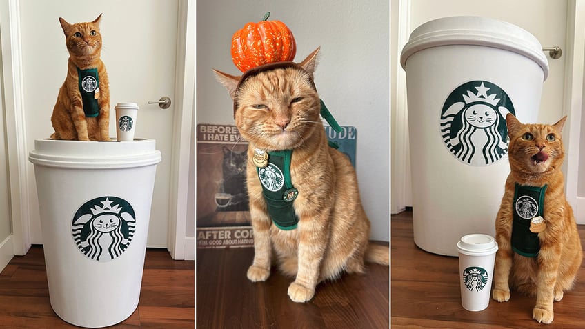 Cat on Starbucks cup and with apron