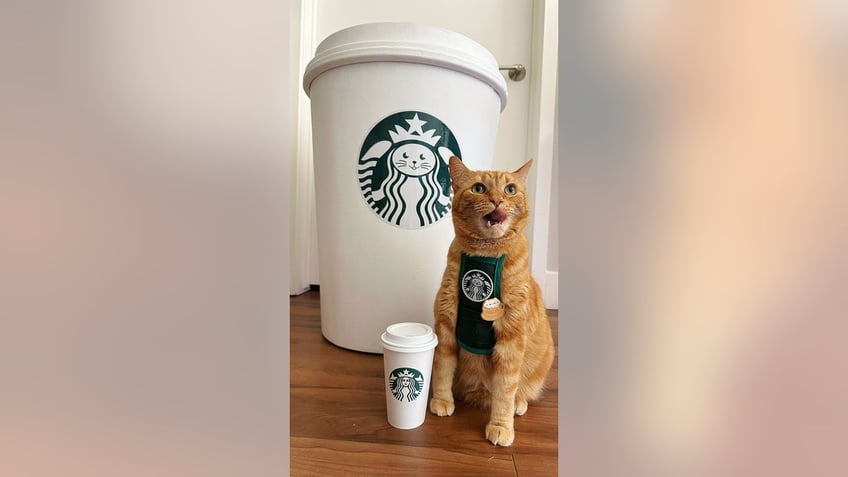 Cat next to large Starbucks cup