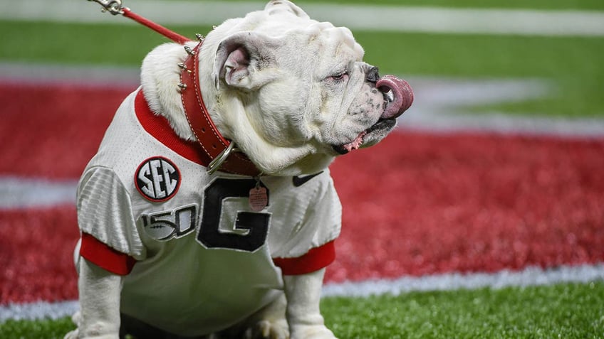 peta again calls for georgia to end use of live bulldogs after mascots death