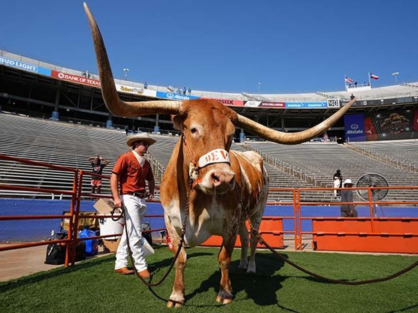 Bevo XV is shown before the game against the Oklahoma Sooners at Cotton Bowl Stadium on Oc