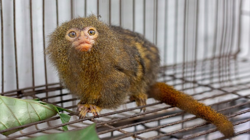 Marmoset in cage