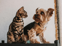 PETA Thanks Trump Admin for Ending Navy Testing on Dogs and Cats, Asks for Comprehensive Federal Ban