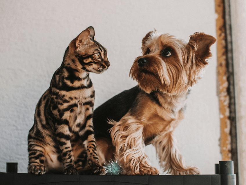 dog and cat sitting together