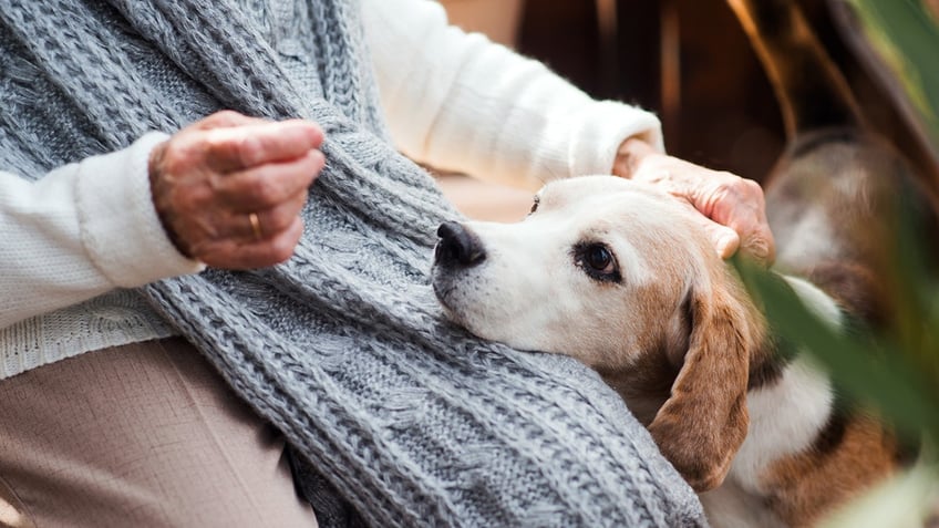 Dog with head on lap