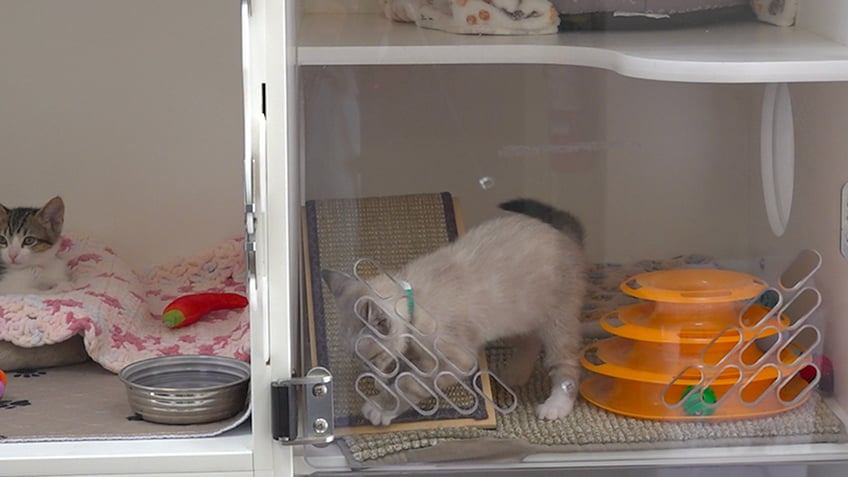 Two kittens in different cages