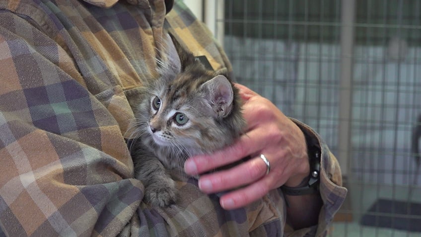 A kitten being held