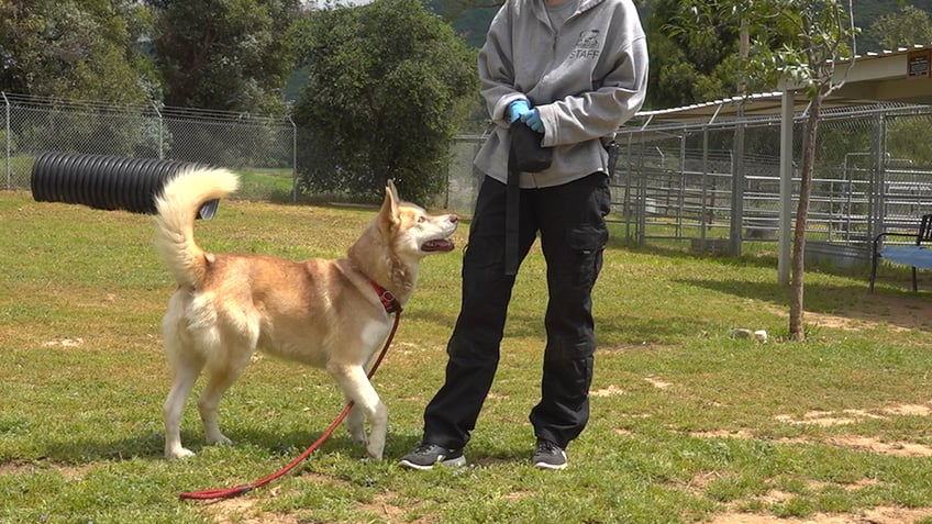 A golden husky looking up at its trainer