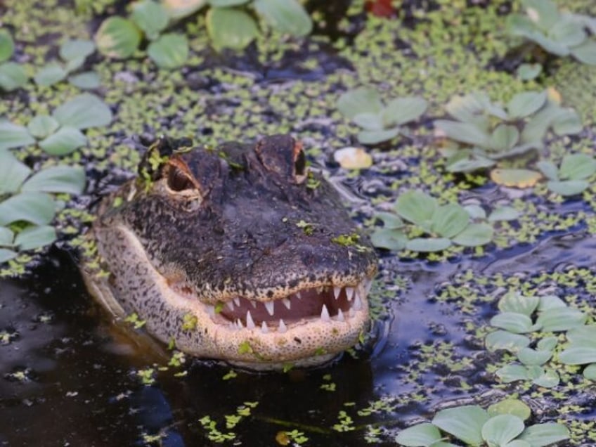 philadelphia phillies deny entry of fan with emotional support alligator