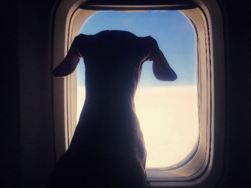 photo dont blame the dog couple demand refund after being seated with farting pooch on long flight