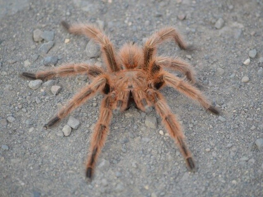 photo jeepers creepers tourists braking to avoid squashing tarantula cause crash in california