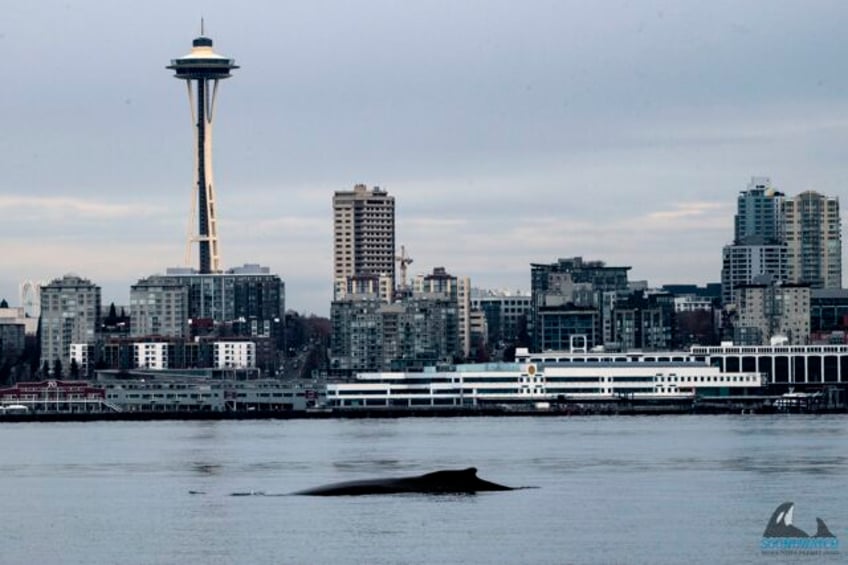 photographs capture humpback whales seattle visit breaching in waters in front of space needle