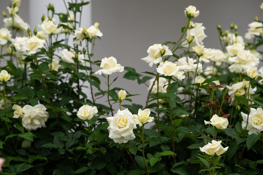photos first lady melania trump showcases blossoming rose garden
