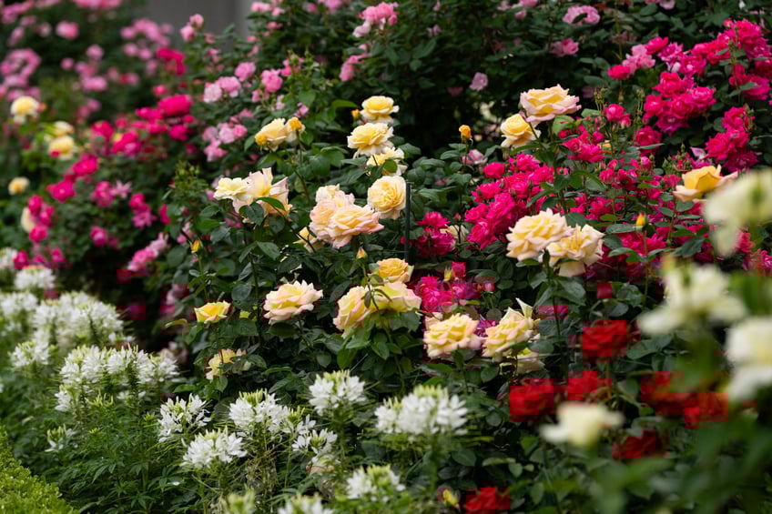 photos first lady melania trump showcases blossoming rose garden