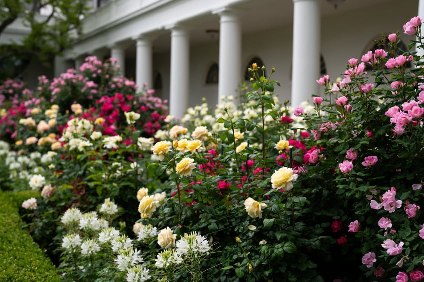 photos first lady melania trump showcases blossoming rose garden