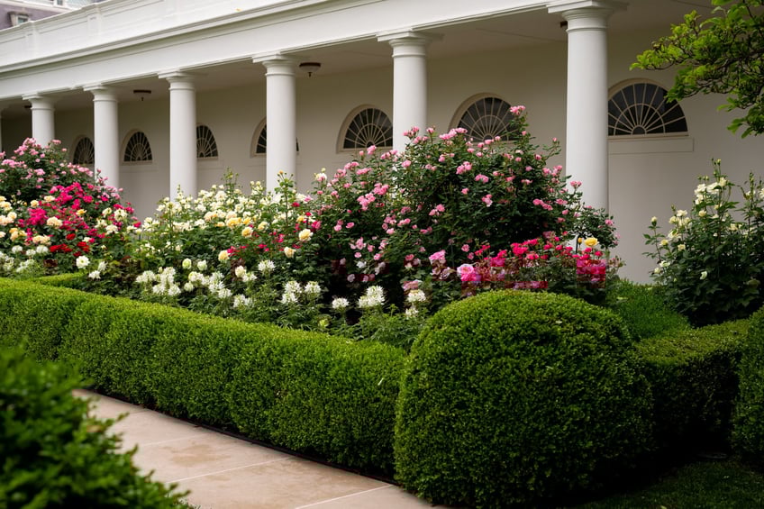 photos first lady melania trump showcases blossoming rose garden