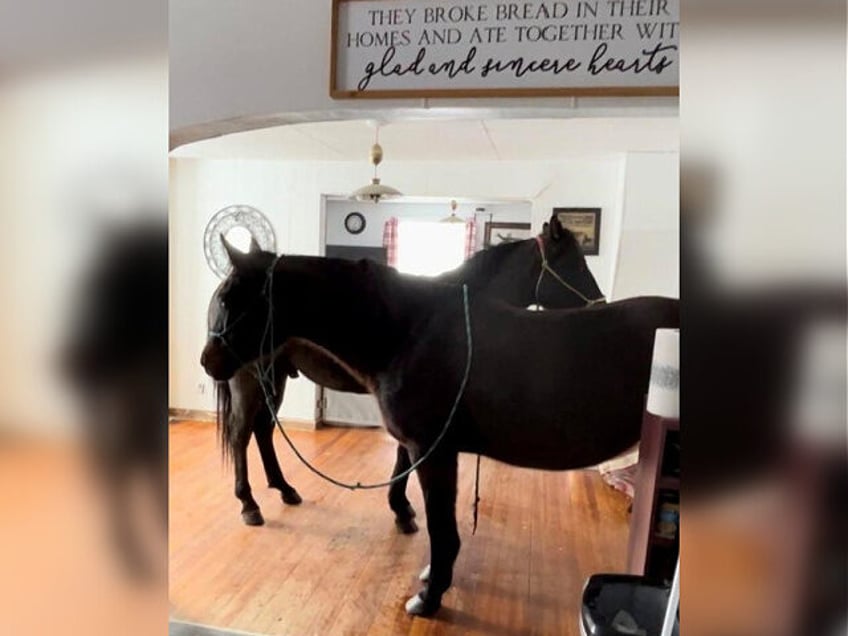 PHOTOS: Nebraska Rancher Shelters Horses Inside Home During Blizzard