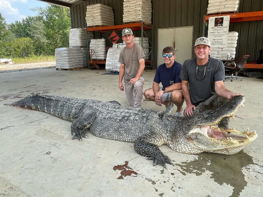 photos thats a big boy mississippi hunters catch record 802 pound alligator