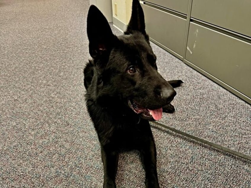 A K-9 Officer in Lane County, Oregon, is being praised for helping make two significant ba