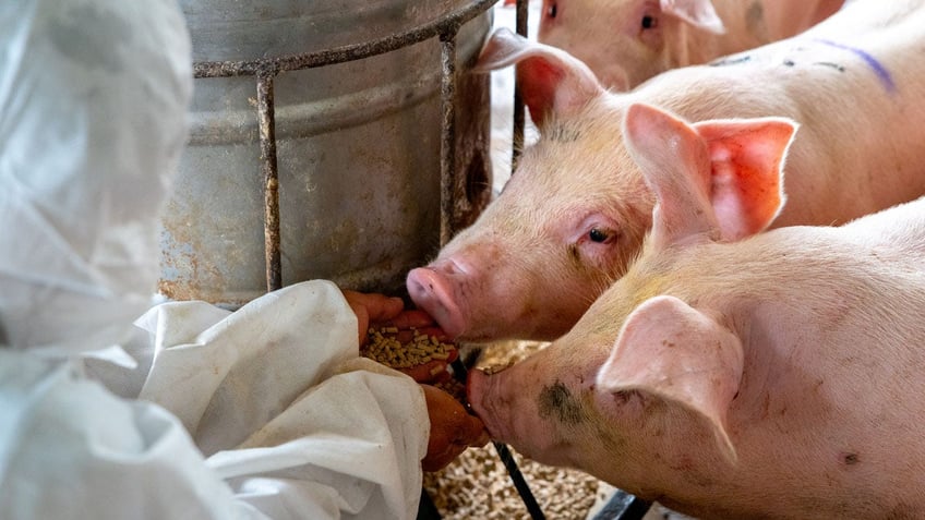 Vet feeding pigs