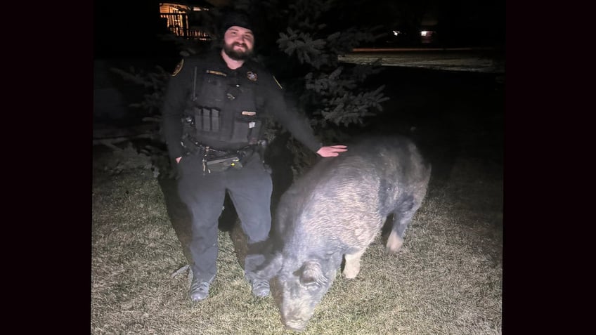 Police officer posing with a pig