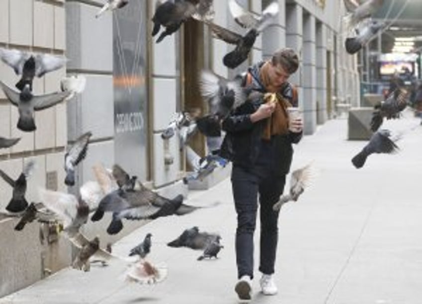 Pigeon Fest to celebrate New York's most controversial birds
