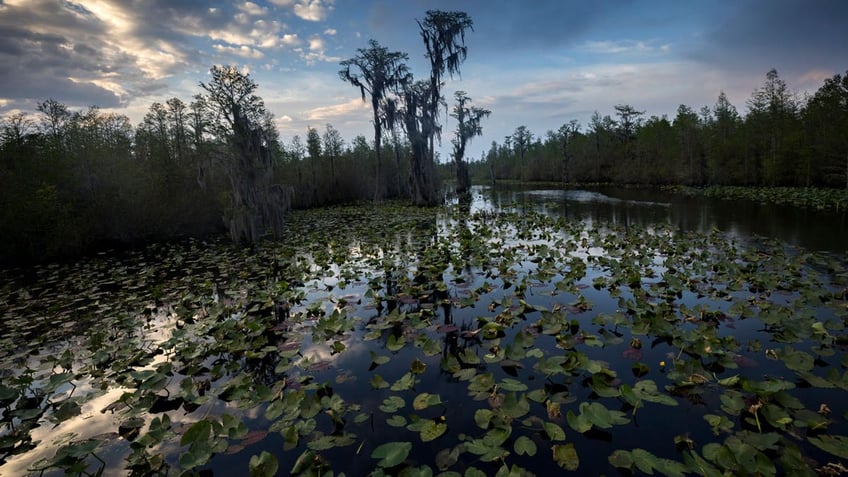 Red Trail wilderness water trail of Okefenokee National Wildlife Refuge