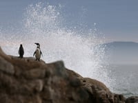 Plummeting Humboldt penguin population presents extinction risk