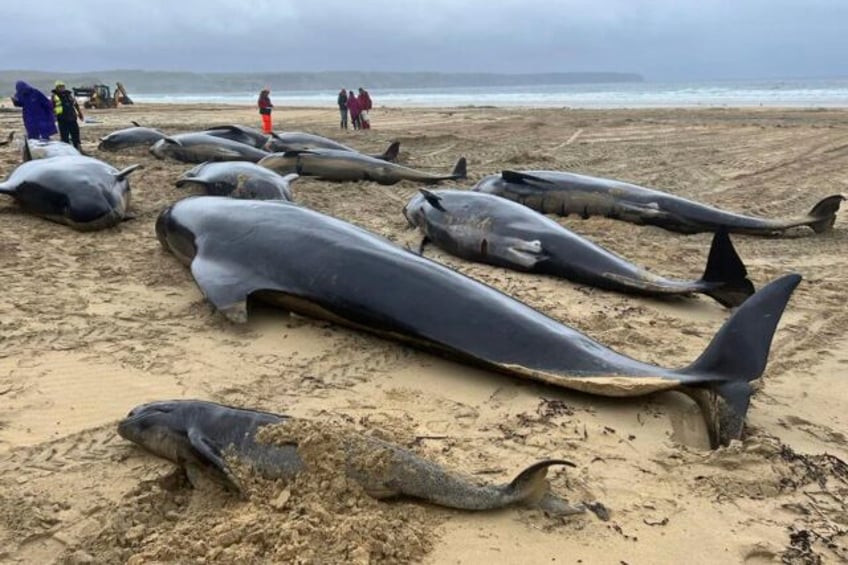 pod of 55 pilot whales die after being stranded on a beach in scotland