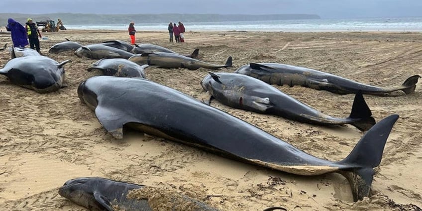 pod of 55 whales found washed ashore on scottish beach