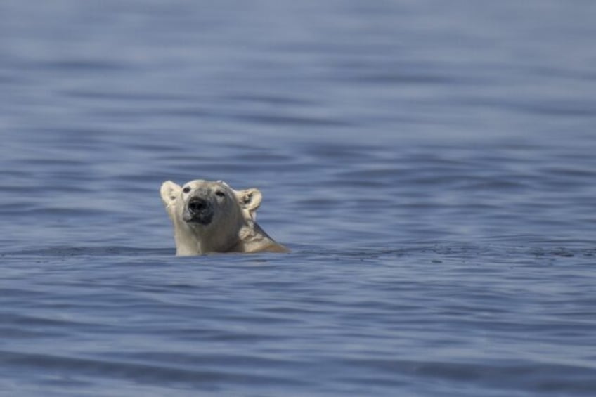 Climate change has increased the number of days where sea ice is too thin for polar bears