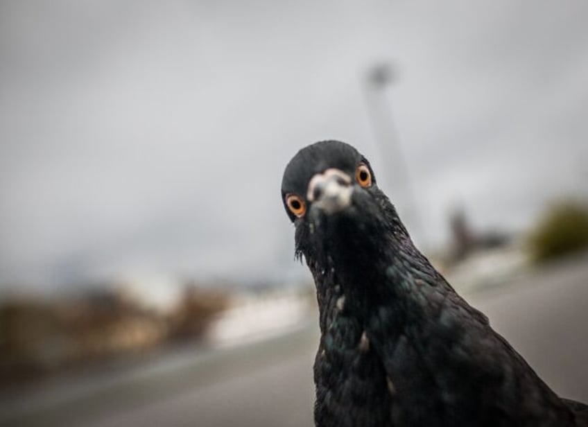 police arrest japan taxi driver after running over pigeon