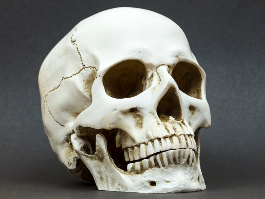 police human skull found in florida thrift shops halloween display