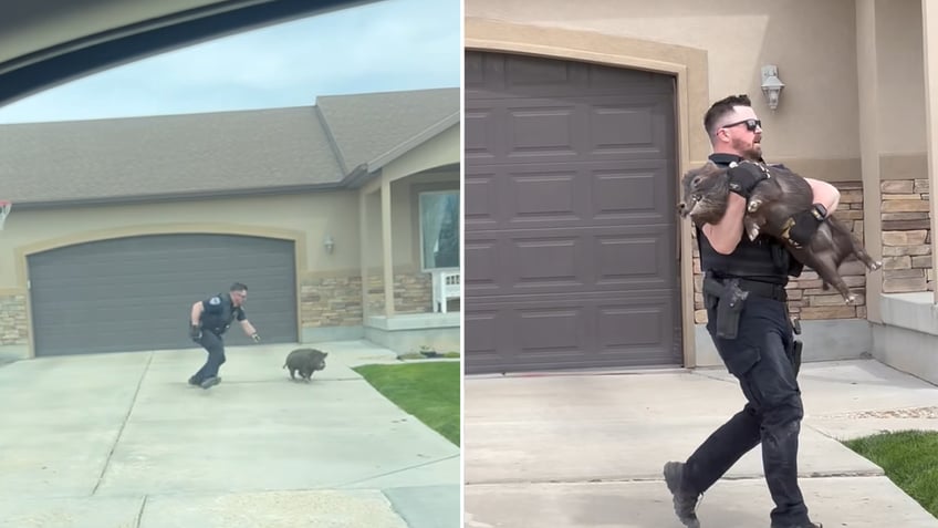 Split images of Cory Cooper chasing pig and then carrying her away