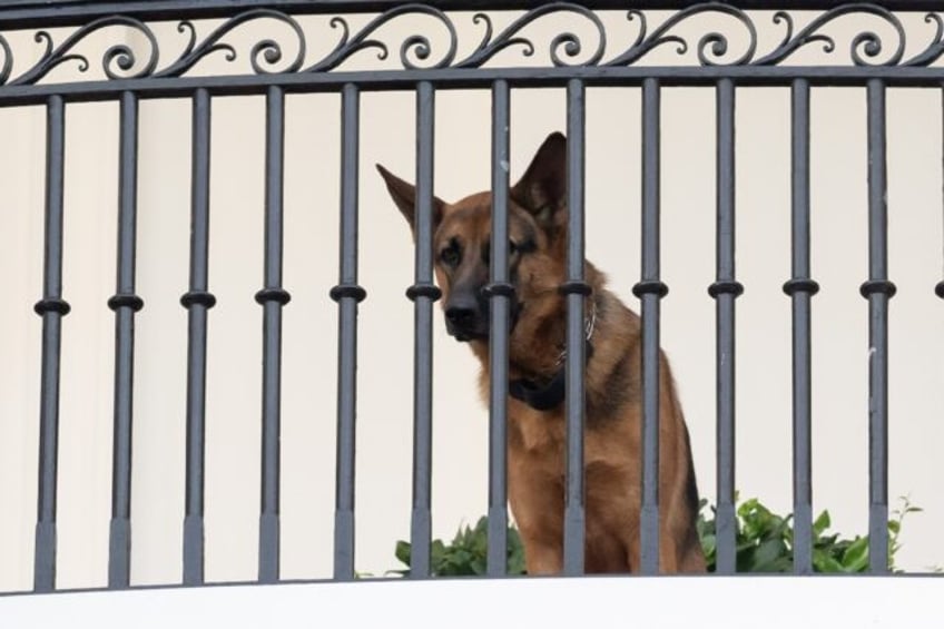 Commander, US President Joe Biden's dog, is now living with family members