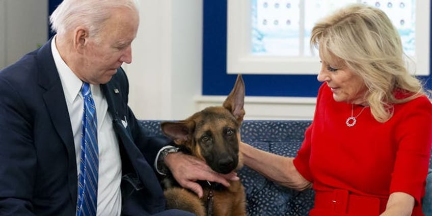 politico chews out bidens for their dogs biting wh staffers lousy entitled behavior by the first family