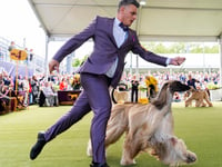Pooches put their best paw forward with the 148th Westminster dog show underway