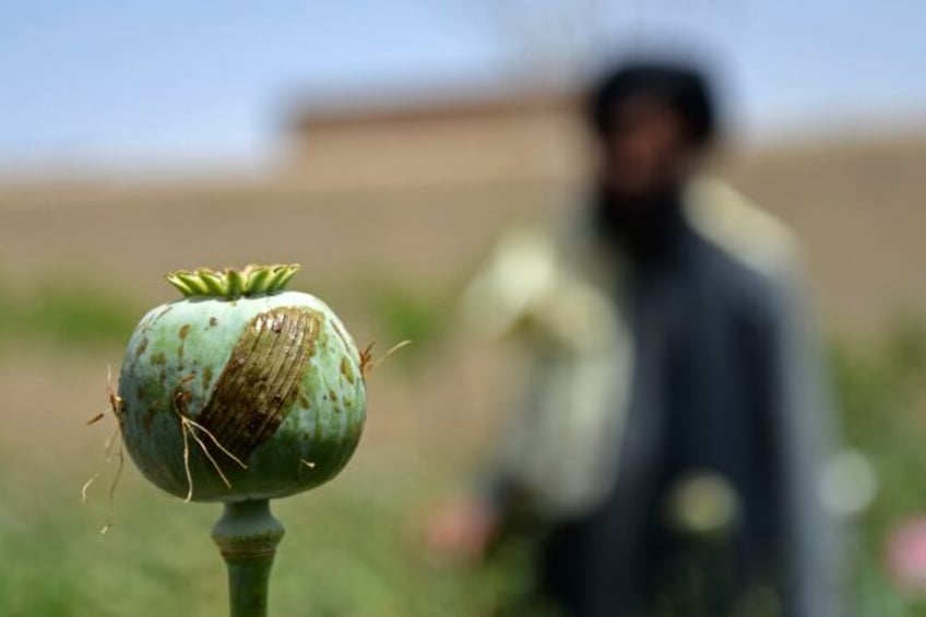 poppy growth down 95 in afghanistan since taliban ban un