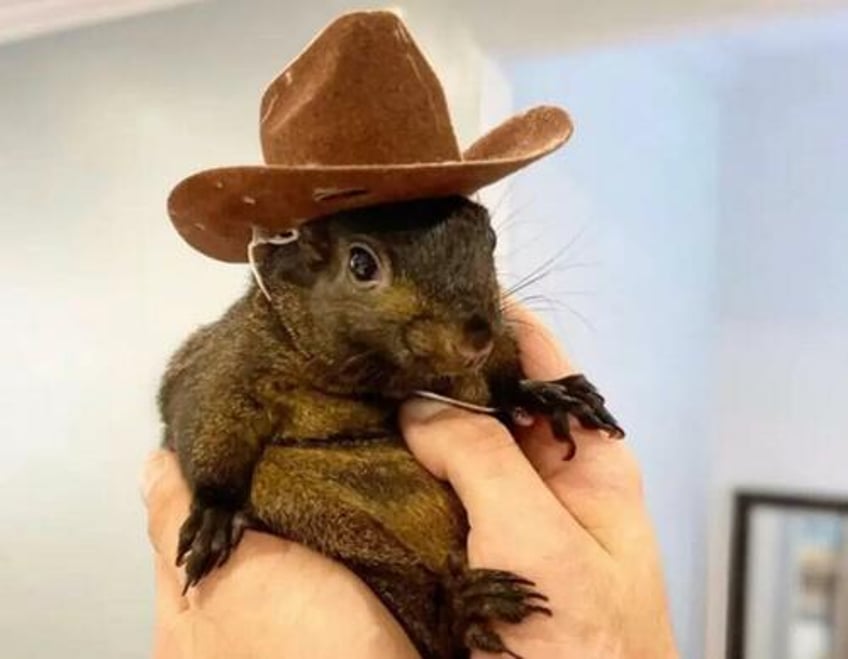 popular fox rescuer commits suicide after degenerate redditors launch character assassination campaign