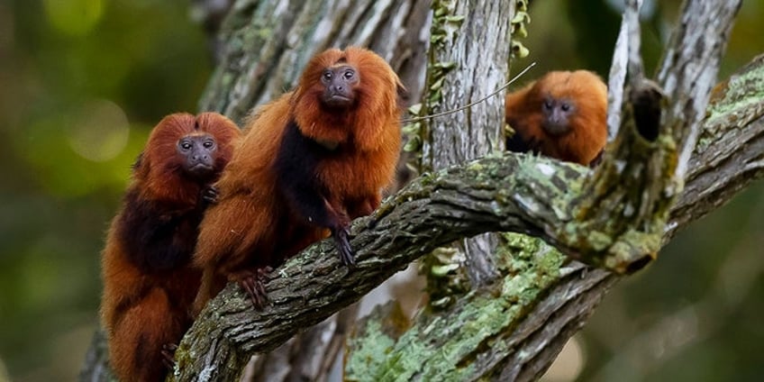 population of brazils endangered golden monkeys bounces back following yellow fever outbreak