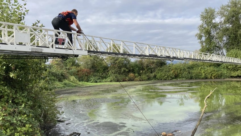 portland fugitive fished out of pond after escape lands him in mud up to armpits