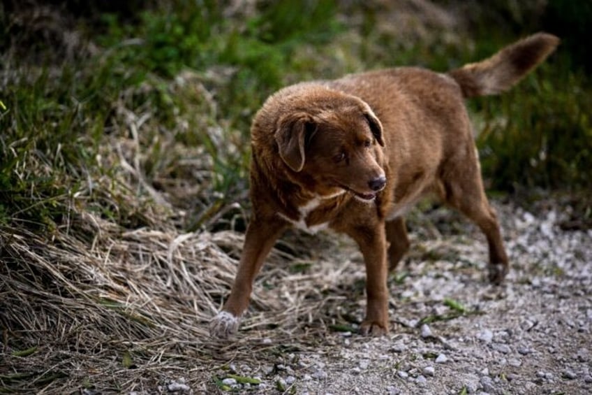 Bobi the dog died last October at the age of 31 years and 165 days old in Portugal